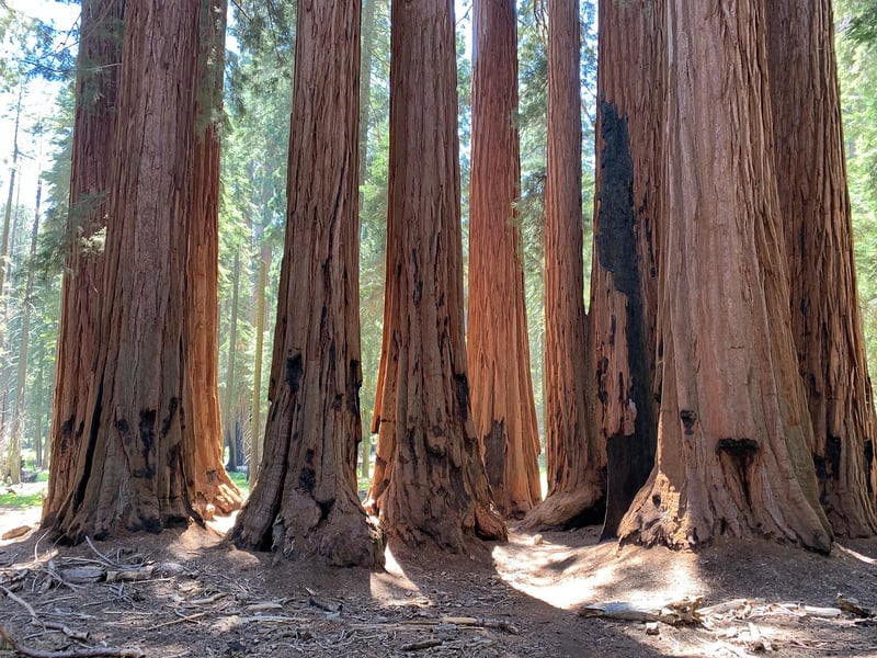 Redwood Forest